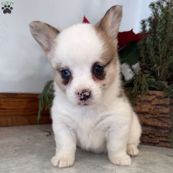 Jane, Pembroke Welsh Corgi Puppy